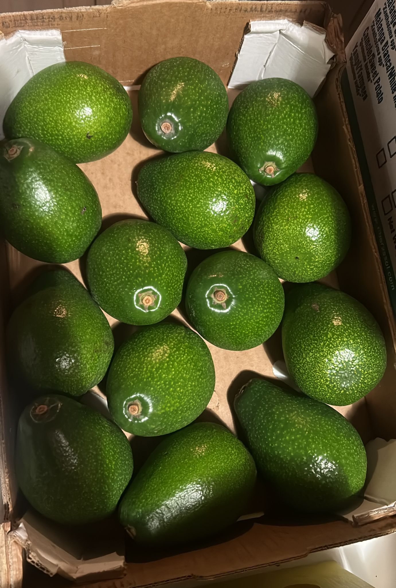 Avocado