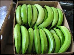 Plátano Macho — 1kg